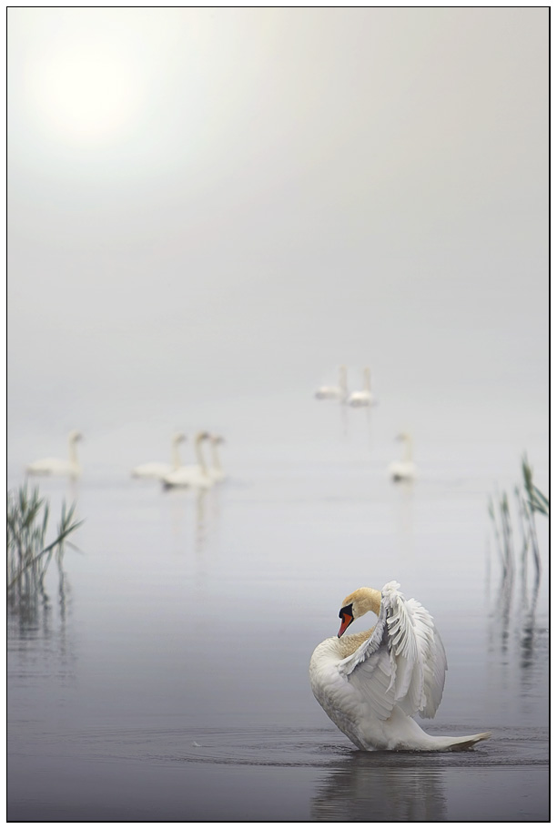 Swan photography